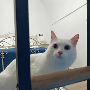  Feriehus The White Cat